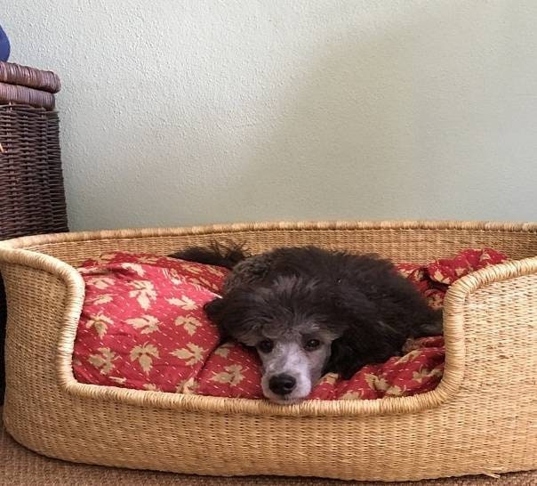 Dog Bed Furniture |Personalized Dog Bed | Modern Dog Bed| Dog Toy Basket | Puppy Bed | Dog Lover Gift - AfricanheritageGH